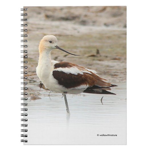 Atemberaubender American Avocet Wading Bird am Str Notizblock (Vorderseite)