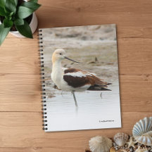 Atemberaubender American Avocet Wading Bird am Str