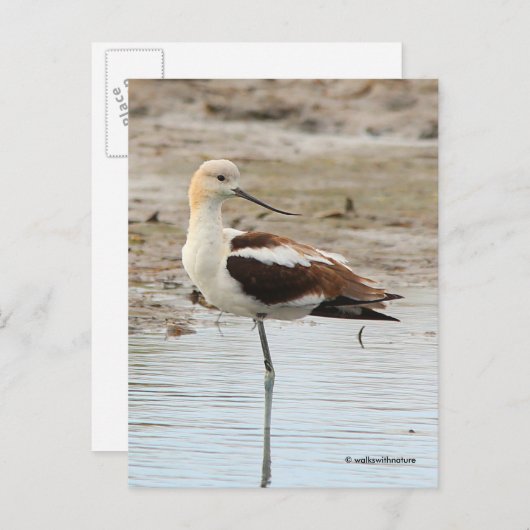 Atemberaubender American Avocet Wading Bird am Str Postkarte (Vorne/Hinten)