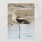 Atemberaubender American Avocet Wading Bird am Str Postkarte (Vorderseite)