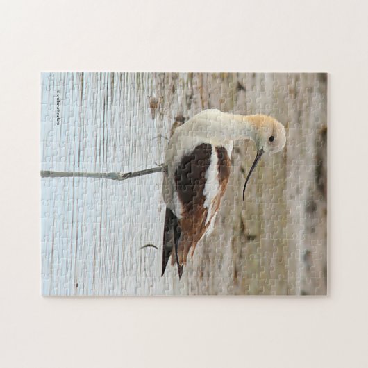 Atemberaubender American Avocet Wading Bird am Str Puzzle (Horizontal)