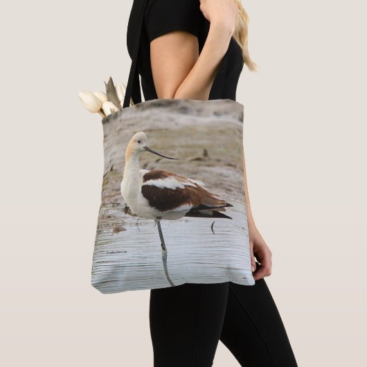 Atemberaubender American Avocet Wading Bird am Str Tasche (Von Nahem)