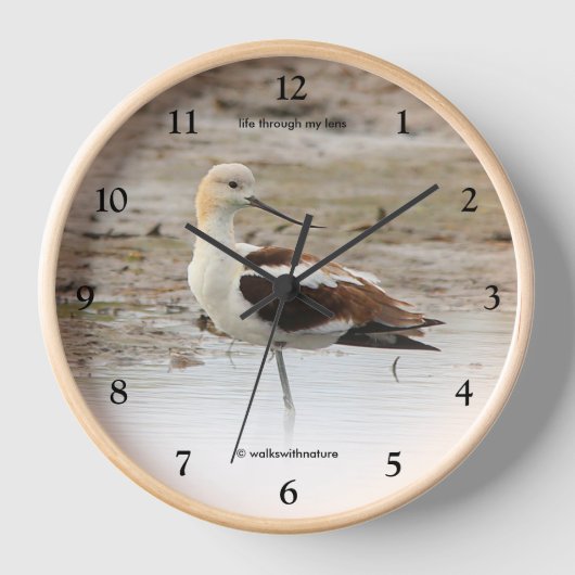 Atemberaubender American Avocet Wading Bird am Str Uhr (Vorderseite)
