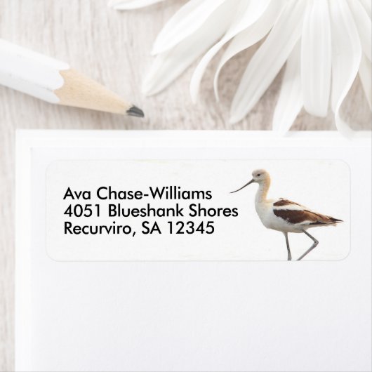 Atemberaubender amerikanischer Avocet-Vogel am Str (Insitu)