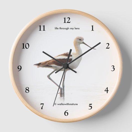 Atemberaubender amerikanischer Avocet-Vogel am Str Uhr (Vorderseite)