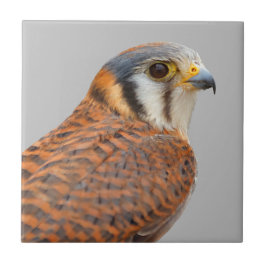 Atemberaubender amerikanischer Kestrel Sparrowhawa Fliese