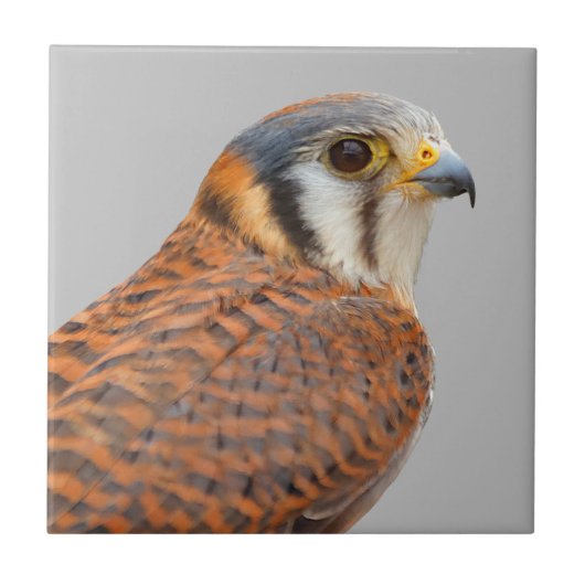 Atemberaubender amerikanischer Kestrel Sparrowhawa Fliese (Vorderseite)