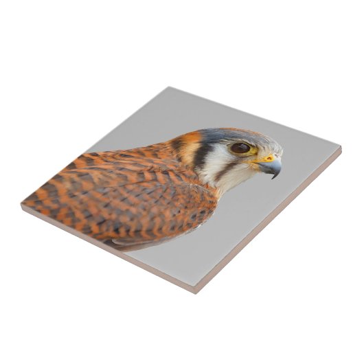 Atemberaubender amerikanischer Kestrel Sparrowhawa Fliese (Seite)