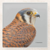 Atemberaubender amerikanischer Kestrel Sparrowhawa Glasuntersetzer (Vorderseite)