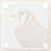 Atemberaubender amerikanischer Kestrel Sparrowhawa Glasuntersetzer (Rückseite)