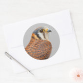 Atemberaubender amerikanischer Kestrel Sparrowhawa Runder Aufkleber (Umschlag)