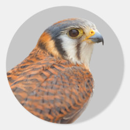 Atemberaubender amerikanischer Kestrel Sparrowhawa Runder Aufkleber