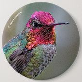 Atemberaubender Anna-Hummingvogel auf dem Pflaumen Button (Vorderseite)