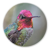 Atemberaubender Anna-Hummingvogel auf dem Pflaumen Keramikknauf (Vorderseite)