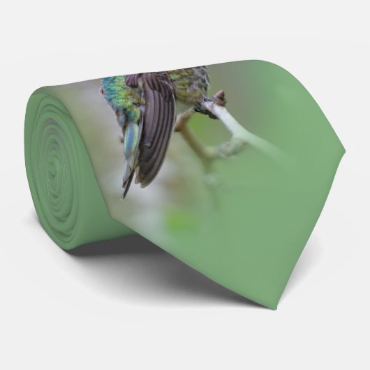 Atemberaubender Anna-Hummingvogel auf dem Pflaumen Krawatte (Gerollt)