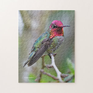 Atemberaubender Anna-Hummingvogel auf dem Pflaumen Puzzle