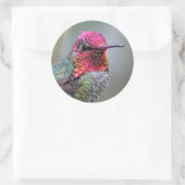 Atemberaubender Anna-Hummingvogel auf dem Pflaumen Runder Aufkleber (Tasche)