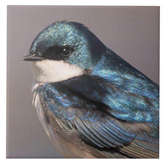 Atemberaubender Baumschlamm Songbird auf dem Wirt Fliese (Vorderseite)