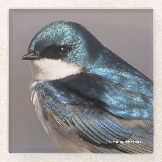 Atemberaubender Baumschlamm Songbird auf dem Wirt Glasuntersetzer