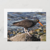 Atemberaubender Black Oystercatcher Bird am Strand Postkarte (Vorne/Hinten)