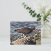 Atemberaubender Black Oystercatcher Bird am Strand Postkarte (Stehend Vorderseite)