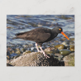 Atemberaubender Black Oystercatcher Bird am Strand Postkarte