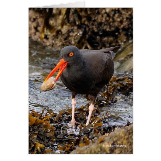 Atemberaubender Black Oystercatcher Shorebird mit  (Vorne)