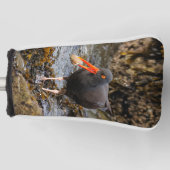 Atemberaubender Black Oystercatcher Shorebird mit  Golf Headcover (Vorderseite)
