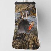 Atemberaubender Black Oystercatcher Shorebird mit  Golf Headcover (Rotieren 90)