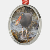 Atemberaubender Black Oystercatcher Shorebird mit Ornament Aus Metall (Links)
