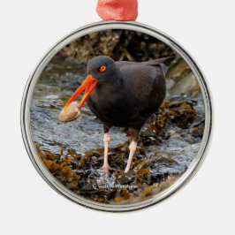 Atemberaubender Black Oystercatcher Shorebird mit  Ornament Aus Metall