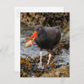 Atemberaubender Black Oystercatcher Shorebird mit  Postkarte (Vorne/Hinten)
