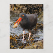 Atemberaubender Black Oystercatcher Shorebird mit  Postkarte (Vorderseite)
