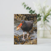 Atemberaubender Black Oystercatcher Shorebird mit Postkarte (Stehend Vorderseite)