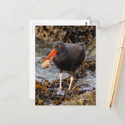 Atemberaubender Black Oystercatcher Shorebird mit Postkarte (Vorderseite/Rückseite Beispiel)
