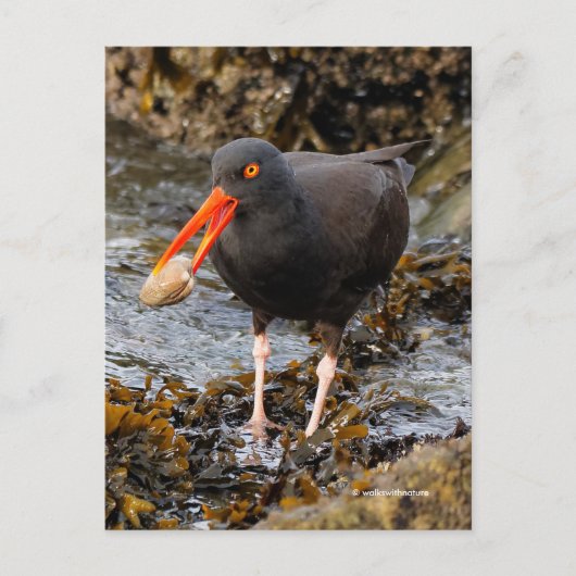 Atemberaubender Black Oystercatcher Shorebird mit Postkarte (Vorderseite)