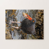 Atemberaubender Black Oystercatcher Shorebird mit  Puzzle (Horizontal)