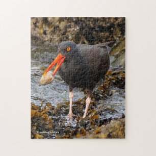 Atemberaubender Black Oystercatcher Shorebird mit  Puzzle