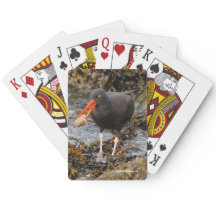Atemberaubender Black Oystercatcher Shorebird mit 