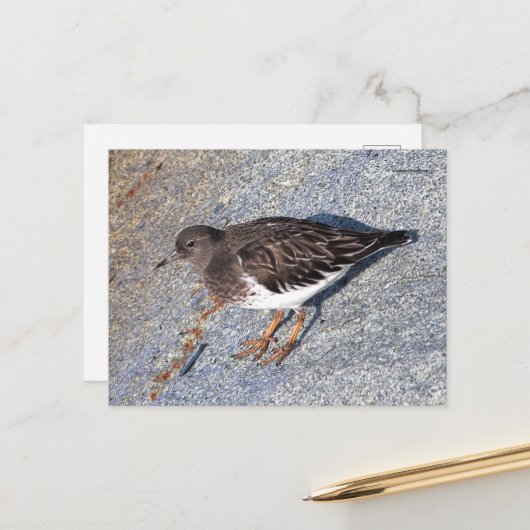 Atemberaubender Black Turnstone Shorebird auf dem  Postkarte (Vorderseite/Rückseite Beispiel)