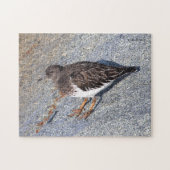 Atemberaubender Black Turnstone Shorebird auf dem Puzzle (Horizontal)