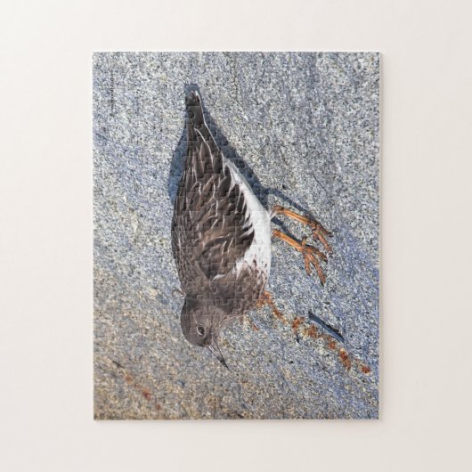 Atemberaubender Black Turnstone Shorebird auf dem  Puzzle (Vertikal)