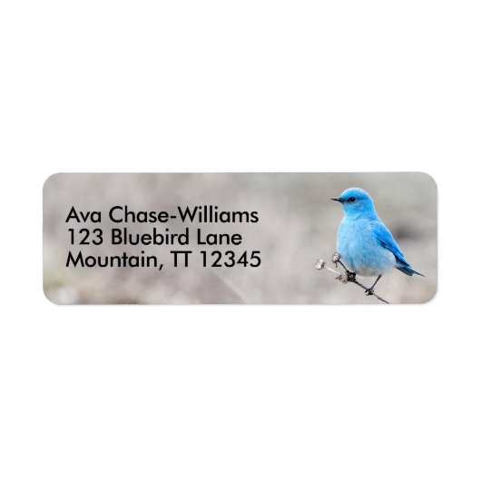 Atemberaubender Bluebird Songbird auf Tansy (Vorne)