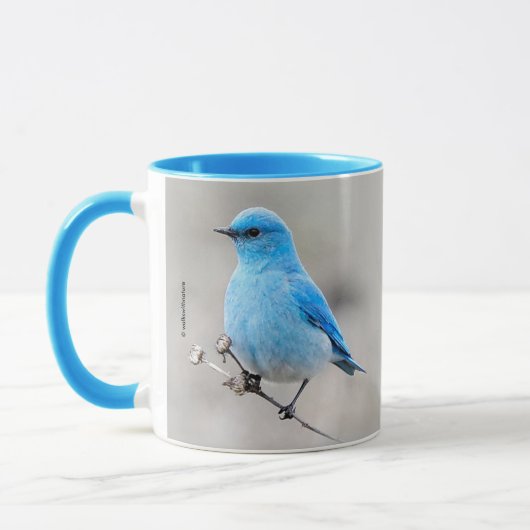 Atemberaubender Bluebird Songbird auf Tansy Tasse (Links)