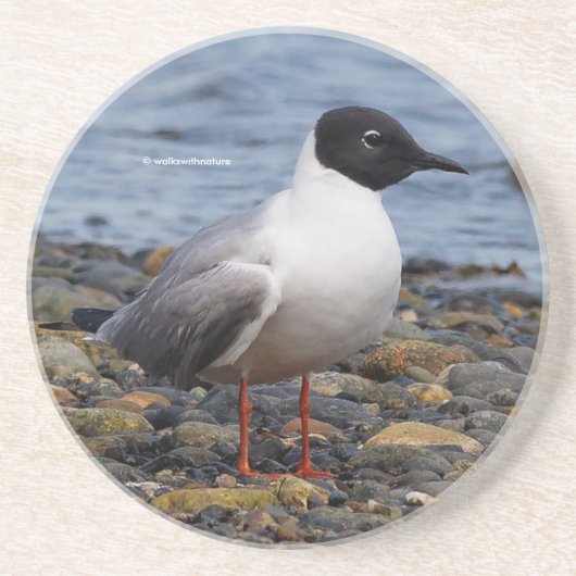 Atemberaubender Bonaparte's Gull Seabird am Strand Getränkeuntersetzer (Vorne)