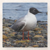 Atemberaubender Bonaparte's Gull Seabird am Strand Glasuntersetzer (Vorderseite)
