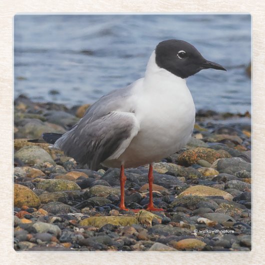 Atemberaubender Bonaparte's Gull Seabird am Strand Glasuntersetzer (Vorderseite)