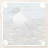 Atemberaubender Bonaparte's Gull Seabird am Strand Glasuntersetzer (Rückseite)