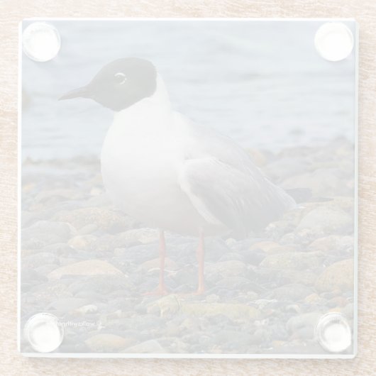 Atemberaubender Bonaparte's Gull Seabird am Strand Glasuntersetzer (Rückseite)