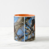 Atemberaubender Gepunkteter Towhey Songbird auf de Tasse (Zentrum)